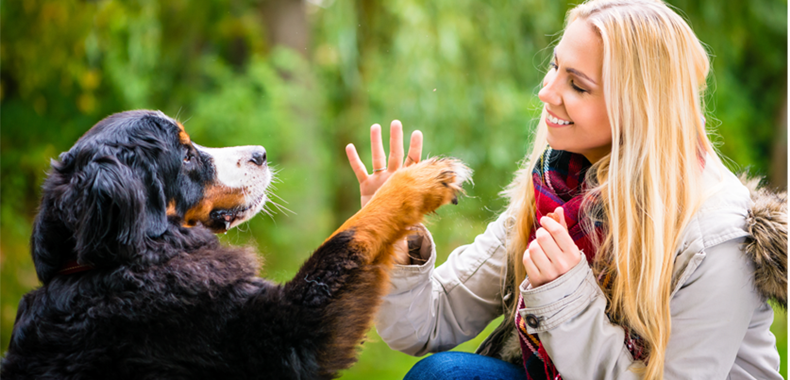 Animaux bienvenus